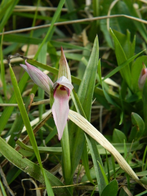 ... primizie di oggi 21, primavera...